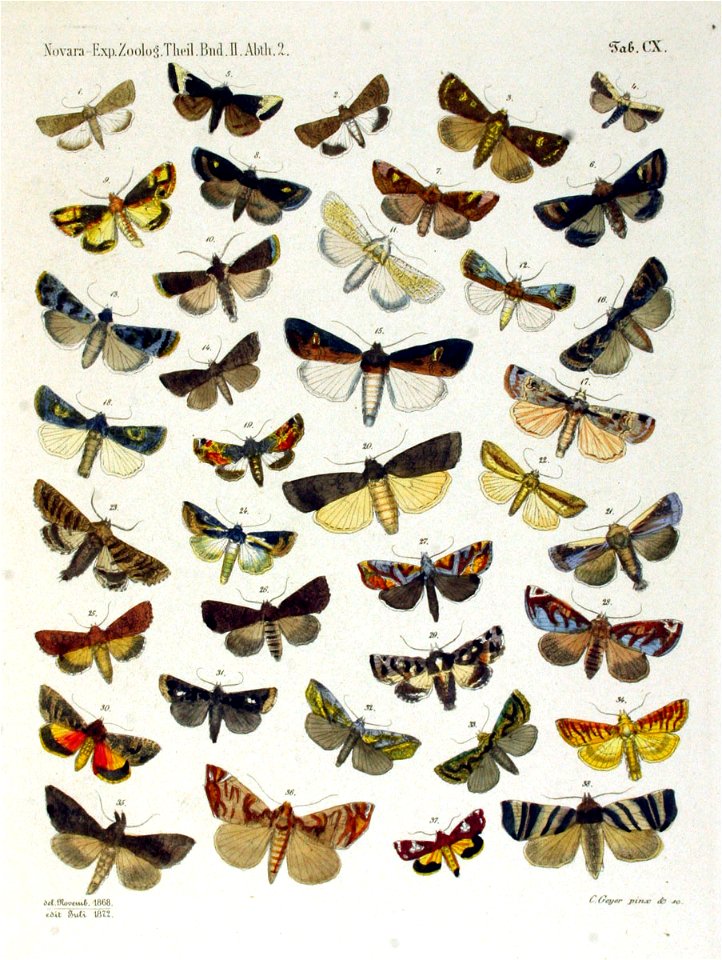 NovaraExpZoologischeTheilLepidopteraAtlasTaf110