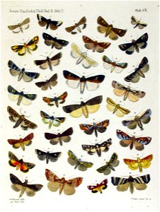 NovaraExpZoologischeTheilLepidopteraAtlasTaf110