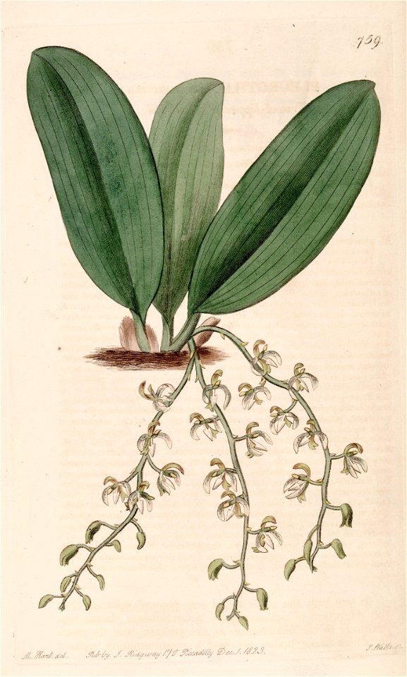Notylia punctata (as Pleurothallis punctata) - Bot. Reg. 9 pl. 759 (1823)