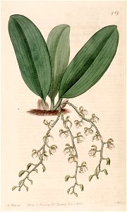 Notylia punctata (as Pleurothallis punctata) - Bot. Reg. 9 pl. 759 (1823)