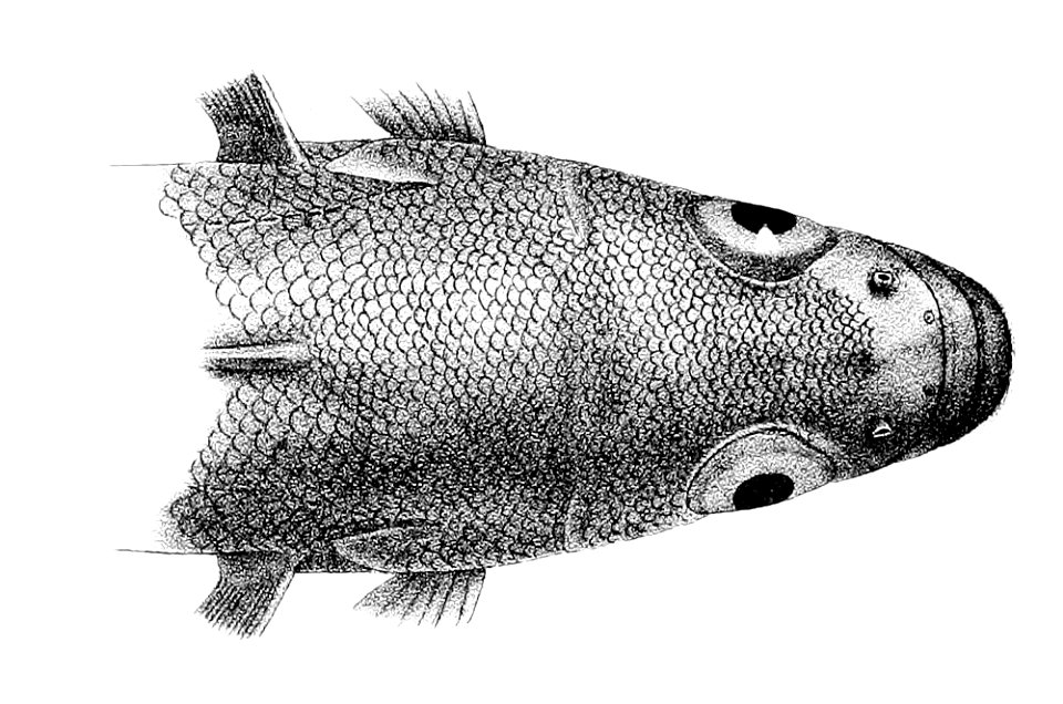 Notothenia rossii head