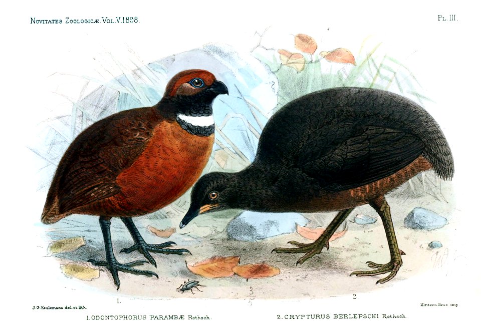 Novitateszoologi05lond 0526a