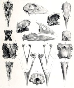 North Island Takahē