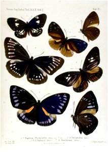 NovaraExpZoologischeTheilLepidopteraAtlasTaf40