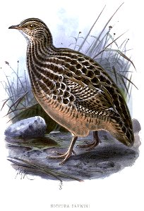 NothuraDarwiniiKeulemans