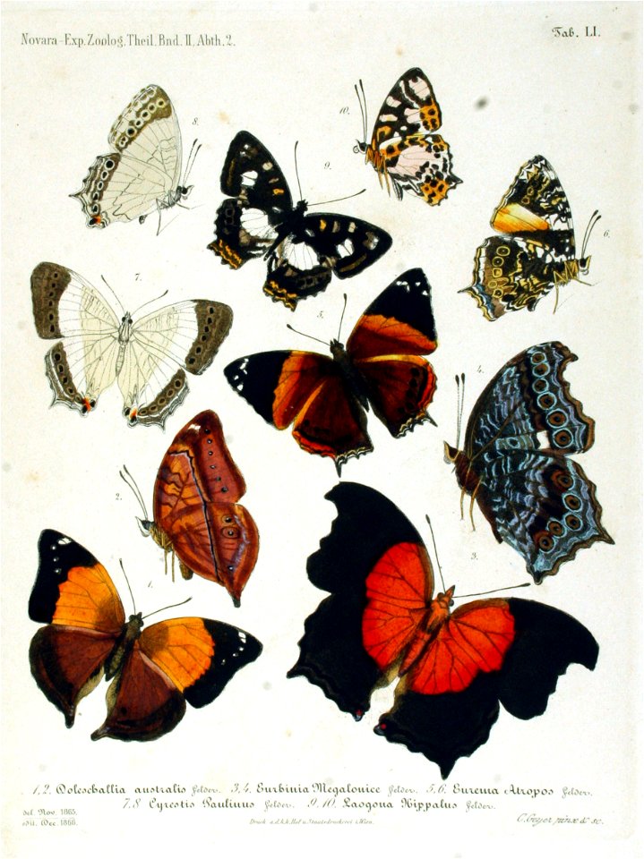 NovaraExpZoologischeTheilLepidopteraAtlasTaf51