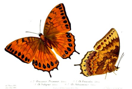 NovaraExpZoologischeTheilLepidopteraAtlasTaf59, Charaxes latona brennus