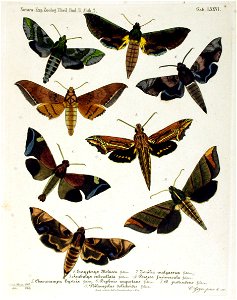 NovaraExpZoologischeTheilLepidopteraAtlasTaf76
