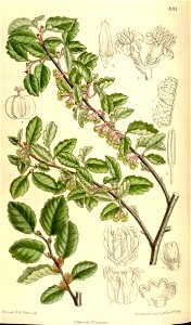 Nothofagus antarctica uliginosa 136-8314
