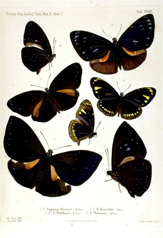 NovaraExpZoologischeTheilLepidopteraAtlasTaf39