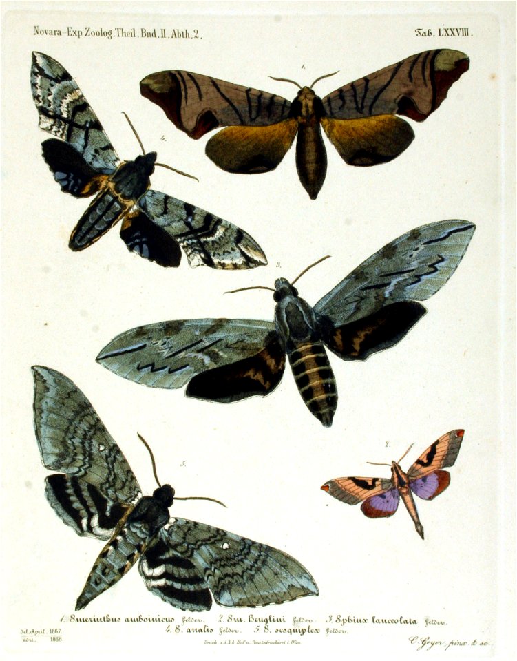 NovaraExpZoologischeTheilLepidopteraAtlasTafel78