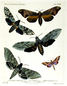 NovaraExpZoologischeTheilLepidopteraAtlasTafel78