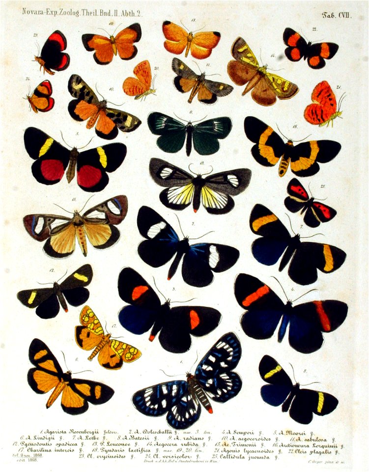 NovaraExpZoologischeTheilLepidopteraAtlasTaf107