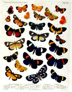 NovaraExpZoologischeTheilLepidopteraAtlasTaf107
