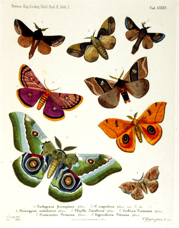 NovaraExpZoologischeTheilLepidopteraAtlasTaf85