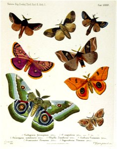 NovaraExpZoologischeTheilLepidopteraAtlasTaf85