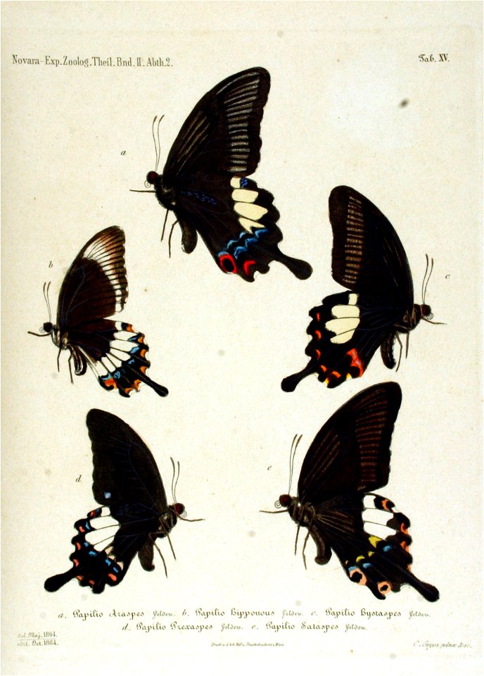 NovaraExpZoologischeTheilLepidopteraAtlasTaf15