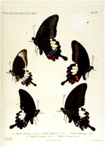 NovaraExpZoologischeTheilLepidopteraAtlasTaf15