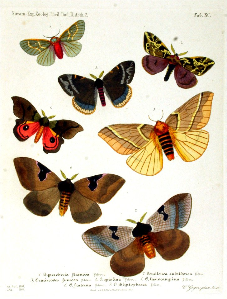 NovaraExpZoologischeTheilLepidopteraAtlasTaf90
