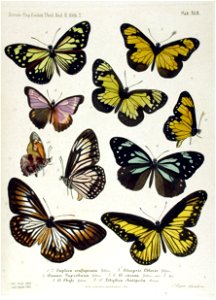 NovaraExpZoologischeTheilLepidopteraAtlasTaf42
