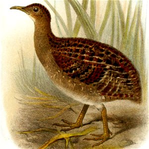 Nothoprocta pentlandii