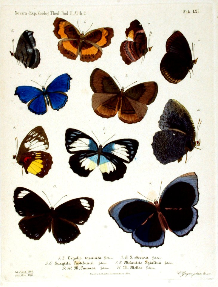 NovaraExpZoologischeTheilLepidopteraAtlasTaf61