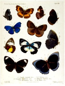 NovaraExpZoologischeTheilLepidopteraAtlasTaf61
