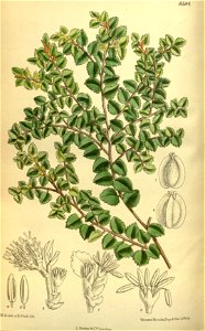 Nothofagus cunninghamii 140-8584
