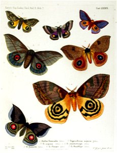 NovaraExpZoologischeTheilLepidopteraAtlasTaf89