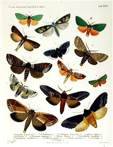 NovaraExpZoologischeTheilLepidopteraAtlasTaf96