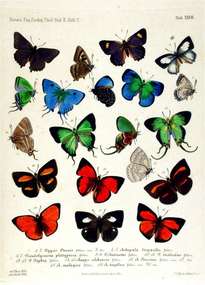 NovaraExpZoologischeTheilLepidopteraAtlasTaf28