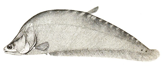 Notopterus chitala Achilles 159