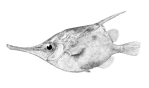 Notopogon lilliei