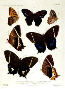 NovaraExpZoologischeTheilLepidopteraAtlasTaf66