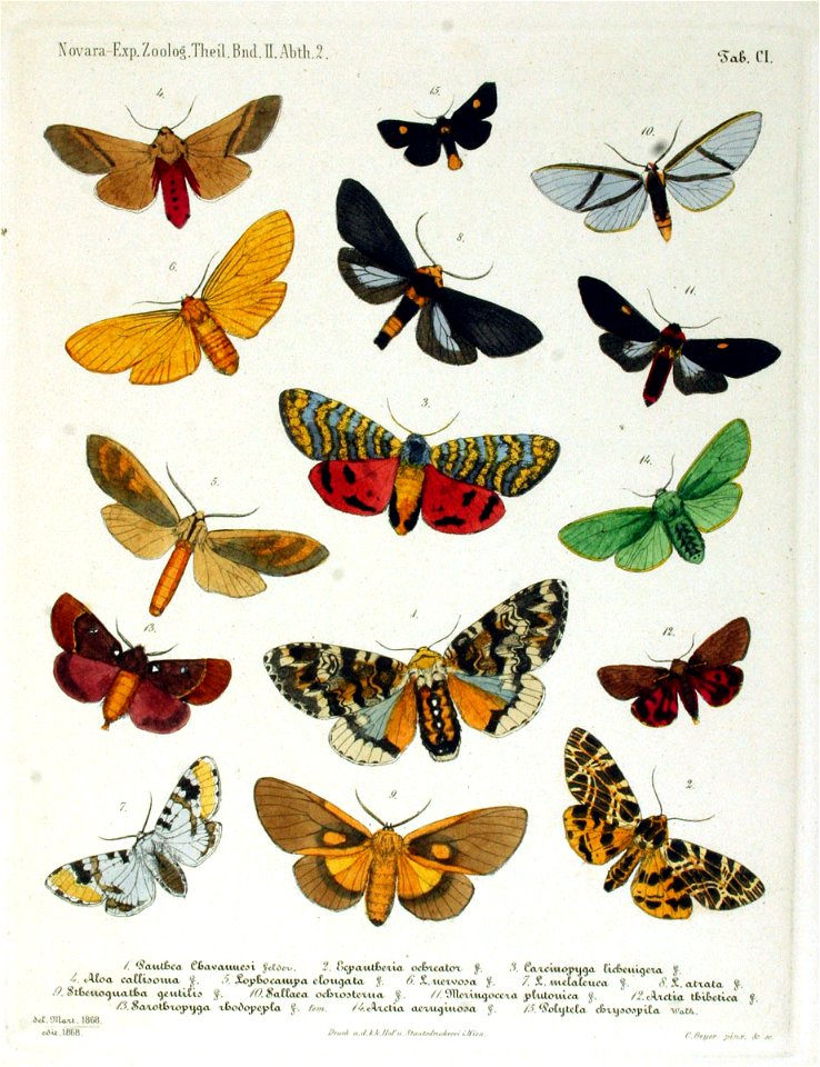 NovaraExpZoologischeTheilLepidopteraAtlasTaf101