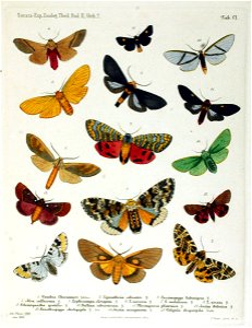 NovaraExpZoologischeTheilLepidopteraAtlasTaf101