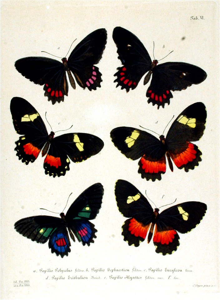NovaraExpZoologischeTheilLepidopteraAtlasTaf6