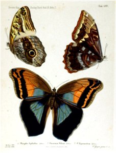 NovaraExpZoologischeTheilLepidopteraAtlasTaf65