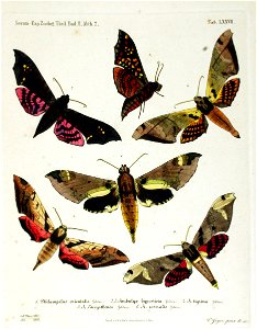 NovaraExpZoologischeTheilLepidopteraAtlasTaf77