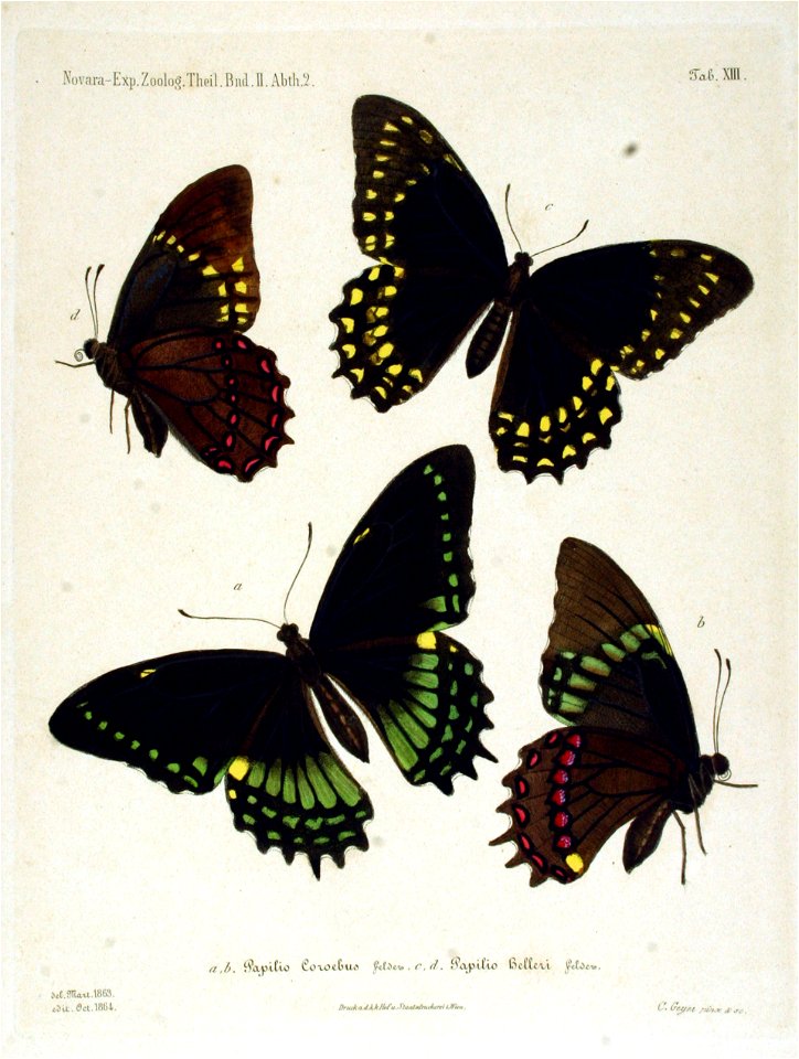 NovaraExpZoologischeTheilLepidopteraAtlasTaf13