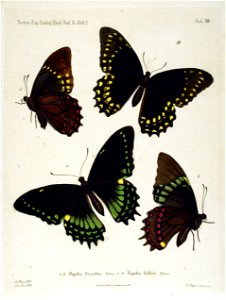 NovaraExpZoologischeTheilLepidopteraAtlasTaf13