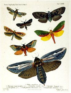 NovaraExpZoologischeTheilLepidopteraAtlasTaf81