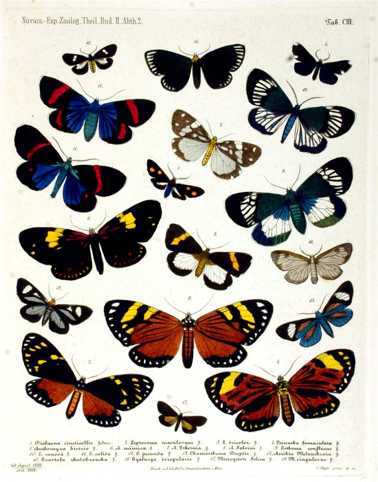 NovaraExpZoologischeTheilLepidopteraAtlasTaf103