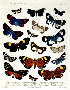 NovaraExpZoologischeTheilLepidopteraAtlasTaf103