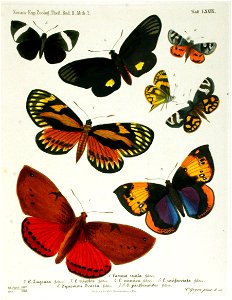 NovaraExpZoologischeTheilLepidopteraAtlasTaf79