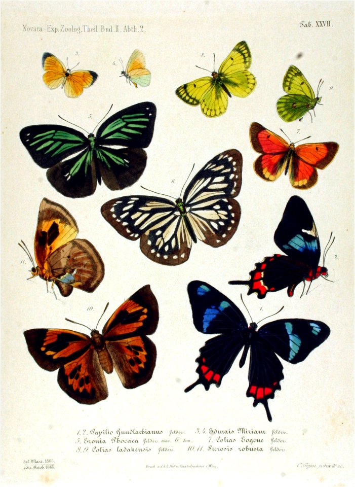 NovaraExpZoologischeTheilLepidopteraAtlasTaf27