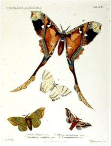 NovaraExpZoologischeTheilLepidopteraAtlasTaf92