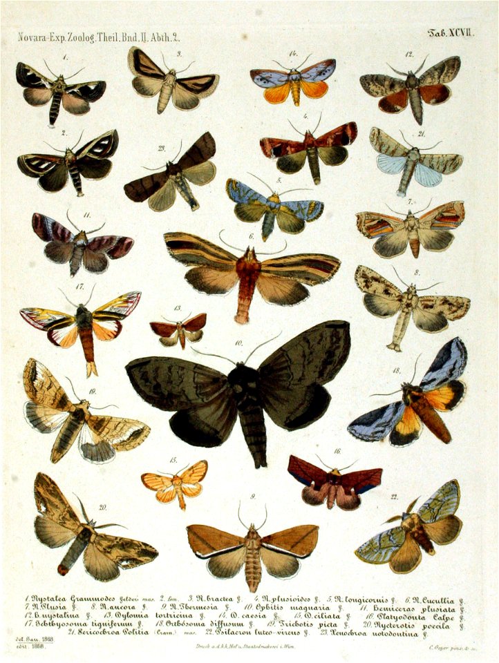 NovaraExpZoologischeTheilLepidopteraAtlasTaf97