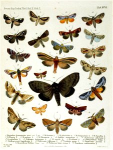 NovaraExpZoologischeTheilLepidopteraAtlasTaf97