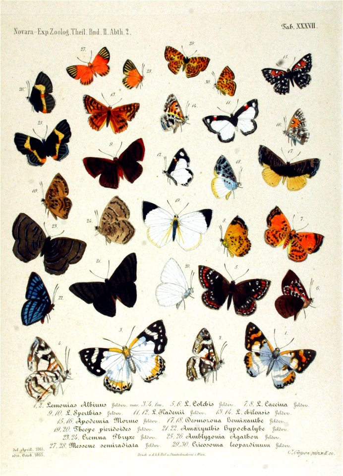 NovaraExpZoologischeTheilLepidopteraAtlasTaf37